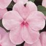 Impatiens Super Elfin XP Pink