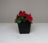 Impatiens Super Elfin XP Red