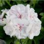Ivy Geranium Royal White