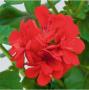 Ivy Geranium Royal Brilliant Red