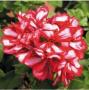 Ivy Geranium Royal Candy Cane