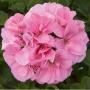 Ivy Geranium Royal Light Pink