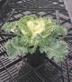 Kale Kamome White 6