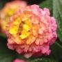 Lantana Lucky Sunrise Rose