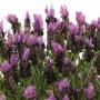 Lavandula Stoechas Bandera Purple