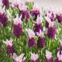 Lavandula Stoechas Bandera Pink