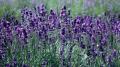 Lavender English Hidcote