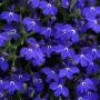 Lobelia Early Springs Dark Blue