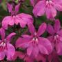 Lobelia Early Springs Magenta