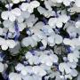 Lobelia Early Springs White