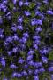 Lobelia Magadi Compact Blue