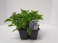 Lobelia Magadi Compact Blue