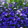 Lobelia Riviera Midnight Blue