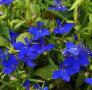 Lobelia Riviera Midnight Blue