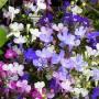 Lobelia Riviera Springtime Blues Mix