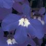 Lobelia Riviera Blue Eyes