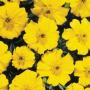 Marigold Disco Yellow