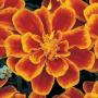 Marigold Durango Flame