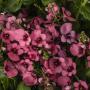 Diascia My Darling Berry