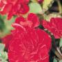 Begonia Nonstop Red