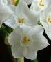 Narcissus Paperwhite Ziva