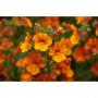  Nemesia Angelart Orange