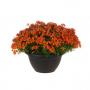  Nemesia Angelart Orange