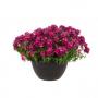  Nemesia Angelart Raspberry