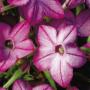 Saratog Purple Bicolor Nicotiana