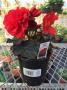 Begonia Nonstop Mocca Scarlet