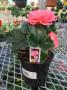 Begonia Nonstop Pink