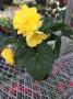 Begonia Nonstop Joy Yellow