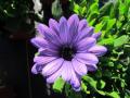 Osteospermum Blue Denim