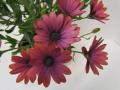 Osteospermum Zion Copper Amethyst