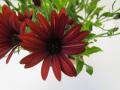 Osteospermum Zion Red