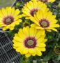 Osteospermum Blue Eyed Beauty