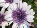 Osteospermum 4D Violet Ice