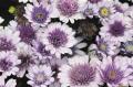 Osteospermum 4D Violet Ice