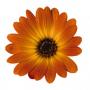 Osteospermum Margarita Orange Flare