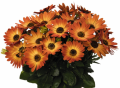 Osteospermum Margarita Orange Flare