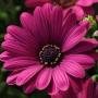 Osteospermum Serenity Dark Purple 