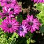 Osteospermum Serenity Dark Purple 