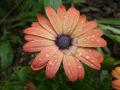 Osteospermum Serenity Rose Magic