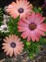 Osteospermum Serenity Rose Magic