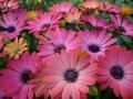 Osteospermum Serenity Rose Magic