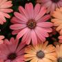 Osteospermum Serenity Rose Magic