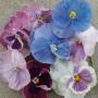Pansy Delta Cotton Candy Mix