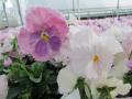 Pansy Delta Pink Shades