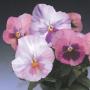 Pansy Delta Pink Shades 