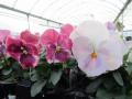 Pansy Delta Pink Shades